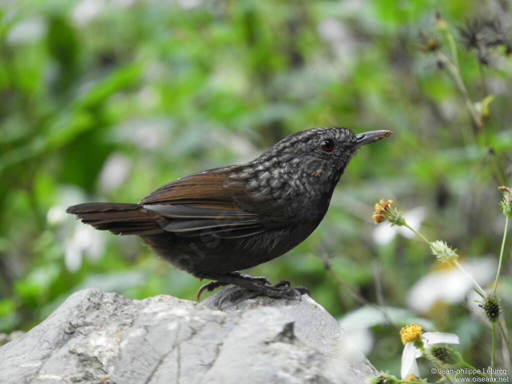 Turdinule des rochersadulte, identification