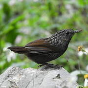 Turdinule des rochers