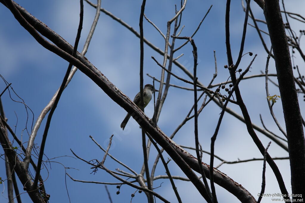 Yucatan Flycatcher