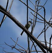 Yucatan Flycatcher