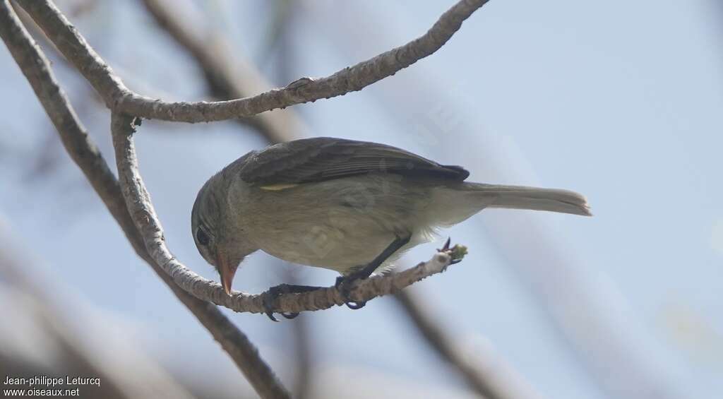 Northern Beardless Tyrannulet, identification