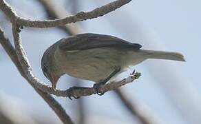 Northern Beardless Tyrannulet