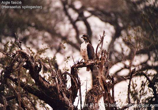 African Hawk-Eagle