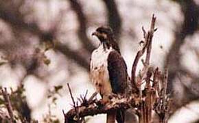 African Hawk-Eagle