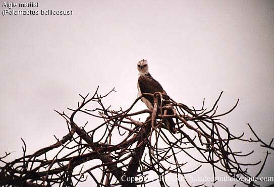 Martial Eagle