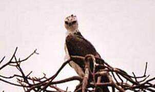 Martial Eagle