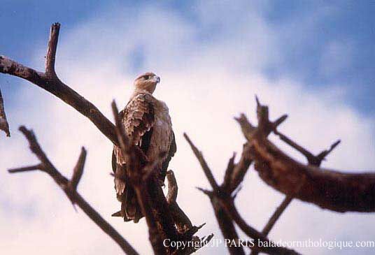 Aigle ravisseur