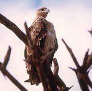 Tawny Eagle