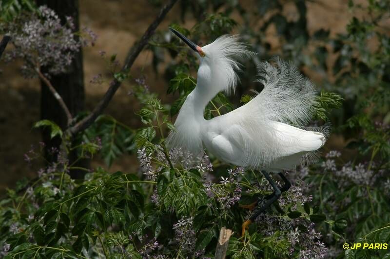 Snowy Egret