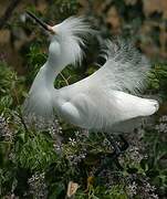 Aigrette neigeuse