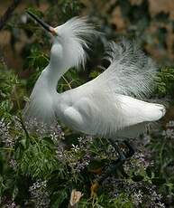 Aigrette neigeuse