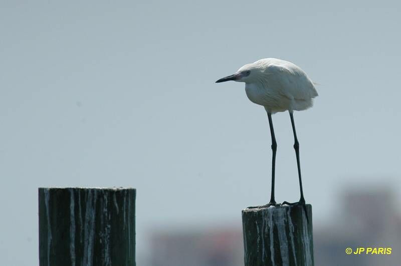 Aigrette roussâtre