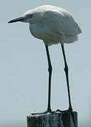 Reddish Egret