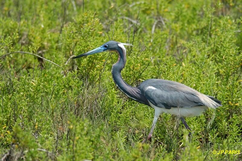 Aigrette tricolore