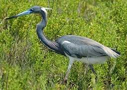 Tricolored Heron