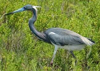 Aigrette tricolore