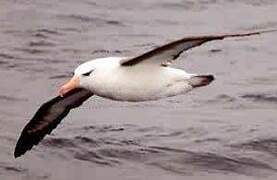 Black-browed Albatross