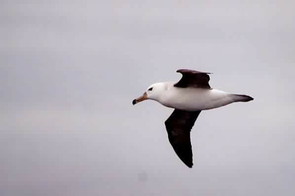 Black-browed Albatross