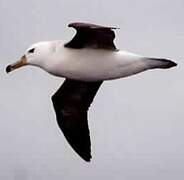 Black-browed Albatross