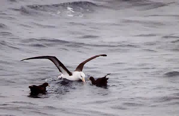 Black-browed Albatross