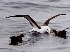 Black-browed Albatross