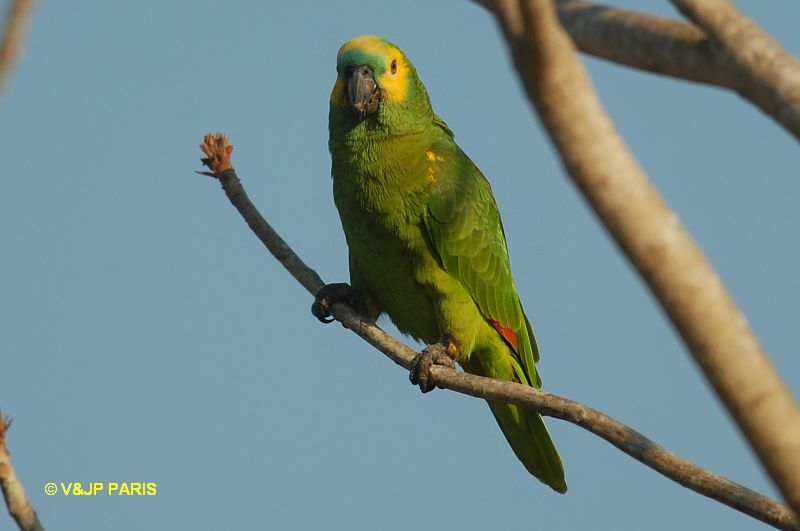 Amazone à front bleu