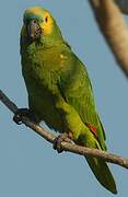 Turquoise-fronted Amazon