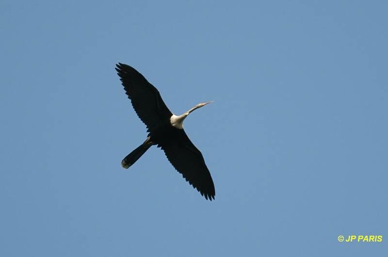 Anhinga