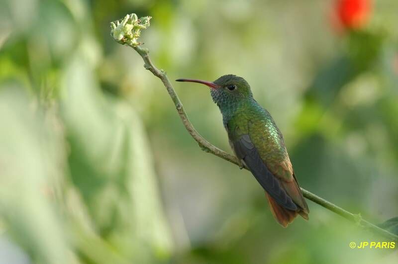 Buff-bellied Hummingbird