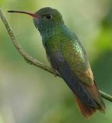 Buff-bellied Hummingbird