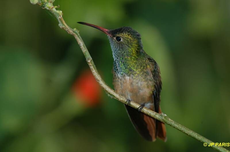 Buff-bellied Hummingbird