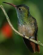 Buff-bellied Hummingbird