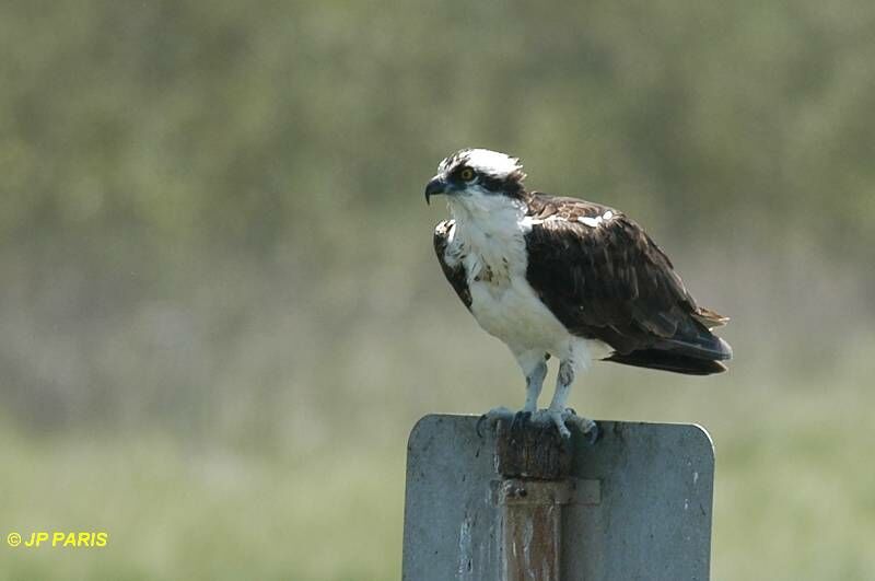 Western Osprey