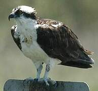 Western Osprey