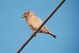 Red Crossbill