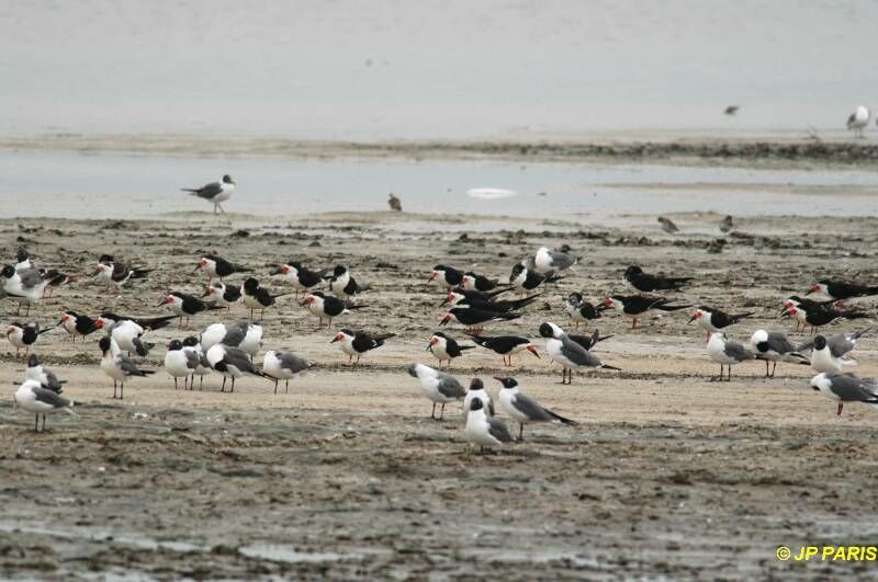 Black Skimmer