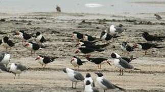 Black Skimmer