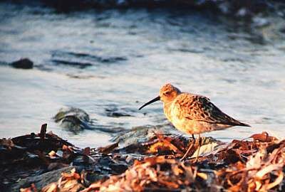 Curlew Sandpiper