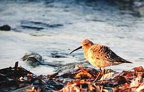 Curlew Sandpiper