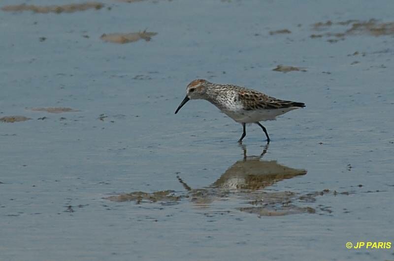 Western Sandpiper