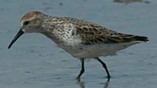 Western Sandpiper