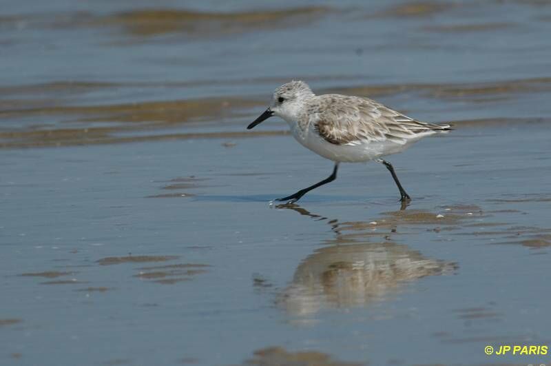 Sanderling