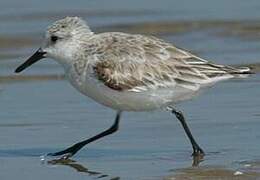 Bécasseau sanderling