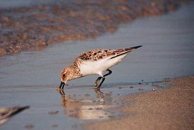 Sanderling