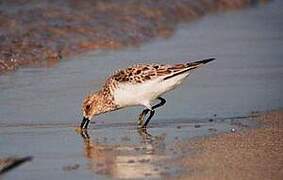 Bécasseau sanderling