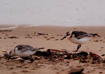 Sanderling