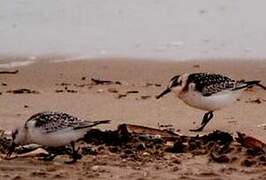 Bécasseau sanderling