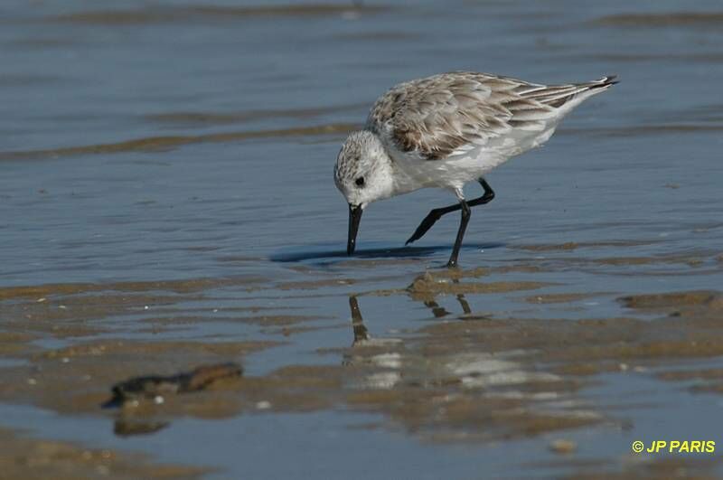 Bécasseau sanderling