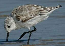 Bécasseau sanderling