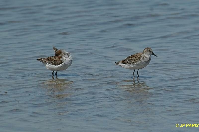 Semipalmated Sandpiper